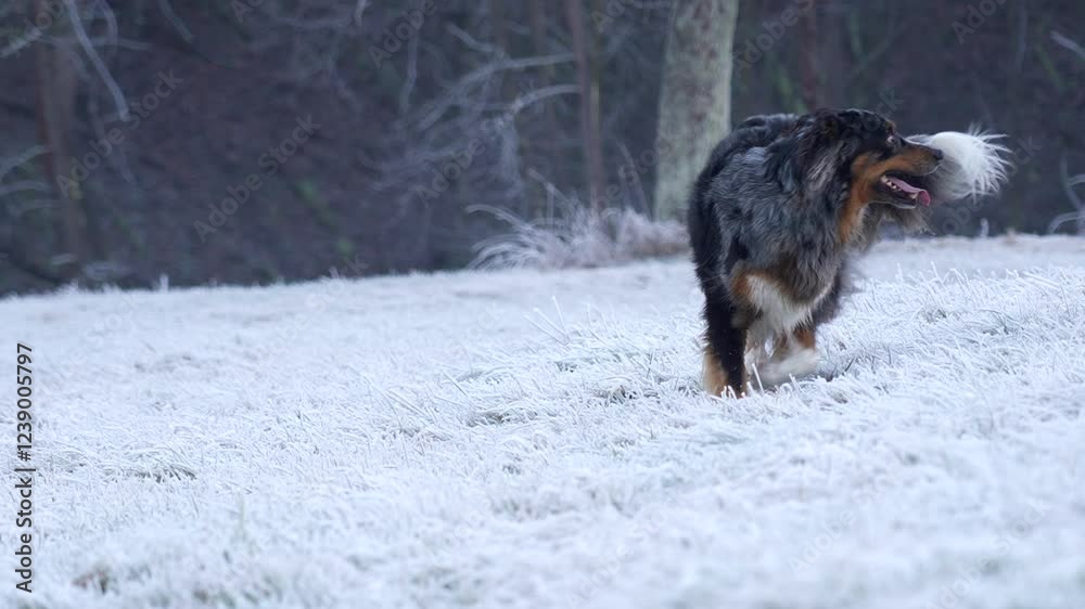 Australian shepherd dog springing up from sit in slow motion on a frozen winter field Australian shepherd dog springing up from sit in slow motion on a frozen winter field