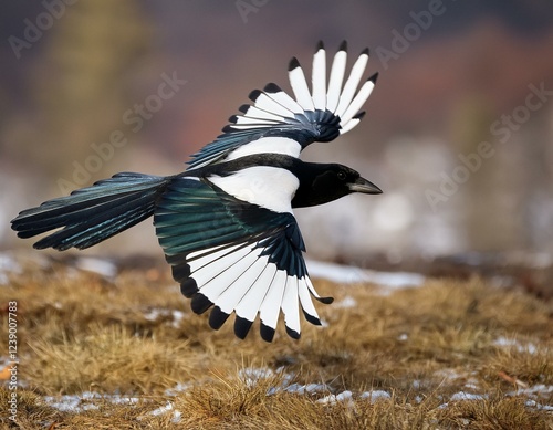 a magpie mid flight with contrasting black and white feathers