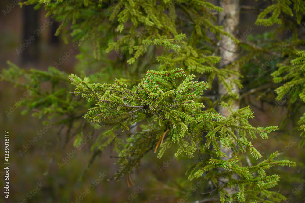 pine tree blossoms buttons in close up. trees blooming in spring pine tree blossoms buttons in close up. trees blooming in spring