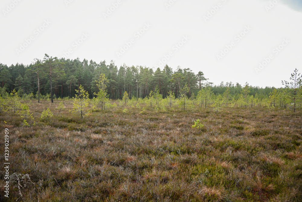 swamp wetlands landscape for gathering turf natural energie field swamp wetlands landscape for gathering turf natural energie field