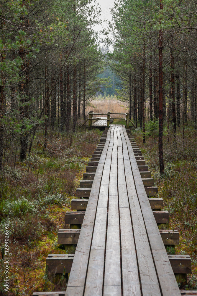 wooden boardwalk in swamp tourist trail with trees, resting area and sun rays in colorful summer weather