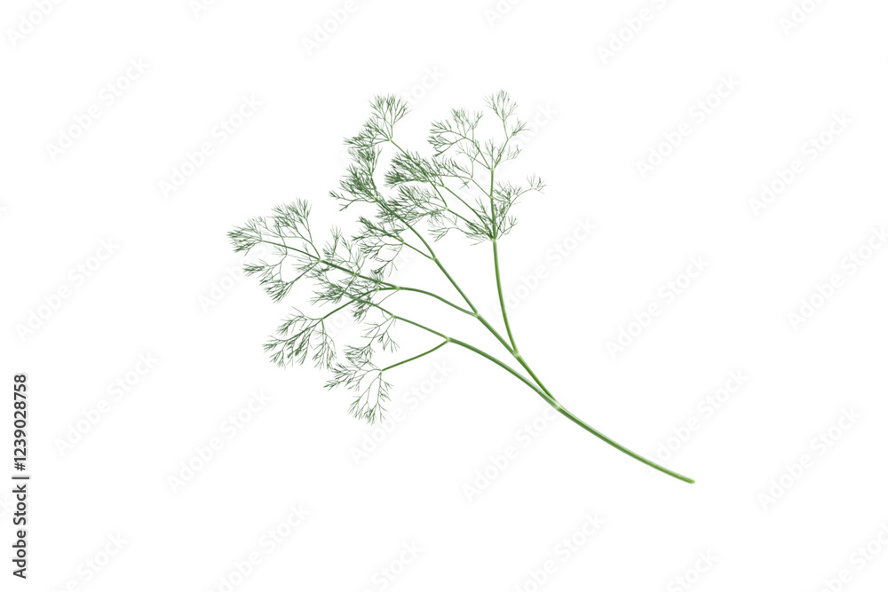 Fototapeta premium Dill isolated on png transparent background, full depth of field, generate ai