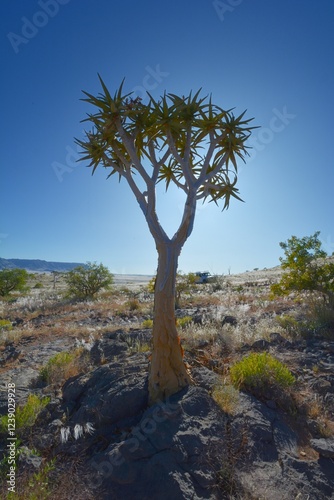 Köcherbaum (aloe dichotoma) im Namib Naukluft Park in Namibia photo