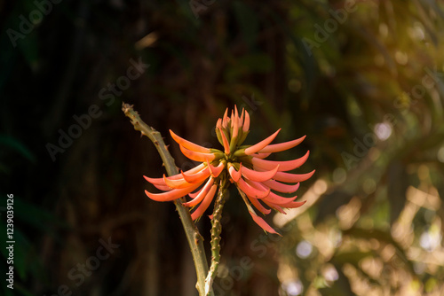 Erythrina Mulungu Coral Flower n Botanical Gardenin in Puerto de la Cruz on Tenerife photo