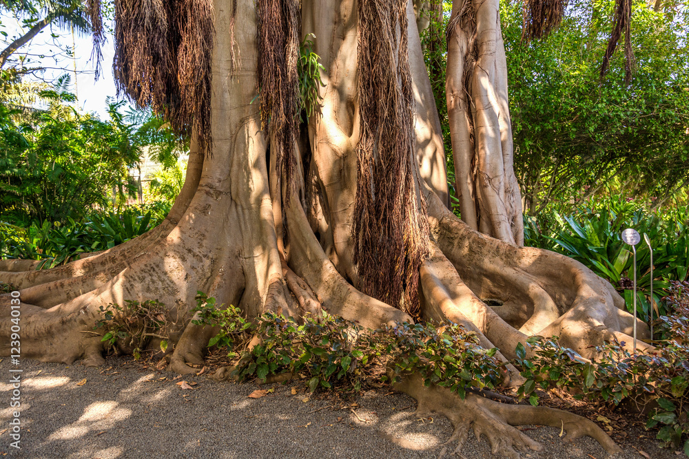 Ficus benghalensis in Botanical Gardenin in Puerto de la Cruz on Tenerife Ficus benghalensis in Botanical Gardenin in Puerto de la Cruz on Tenerife