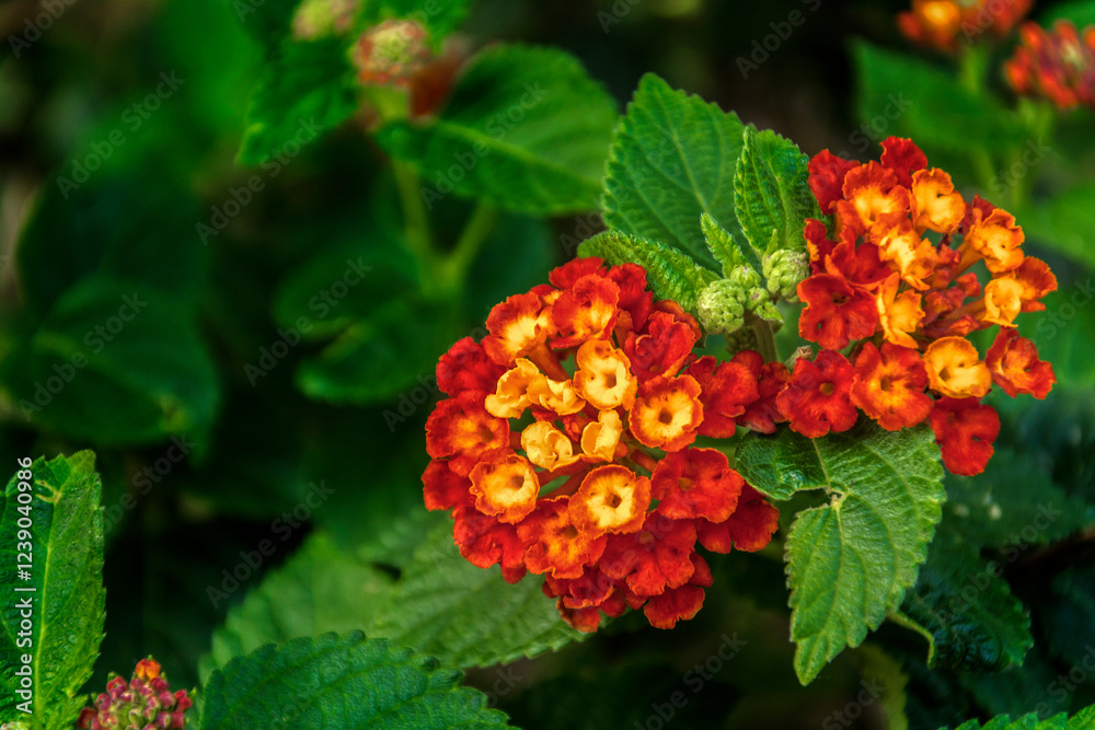 A flower of Lantana camara in Botanical Gardenin in Puerto de la Cruz on Tenerife A flower of Lantana camara in Botanical Gardenin in Puerto de la Cruz on Tenerife
