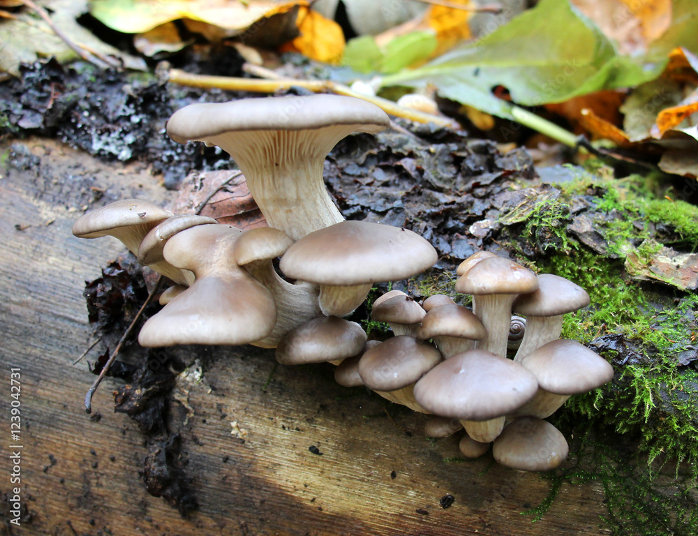 Fototapeta premium Oyster mushroom (Pleurotus ostreatus) grow in the wild