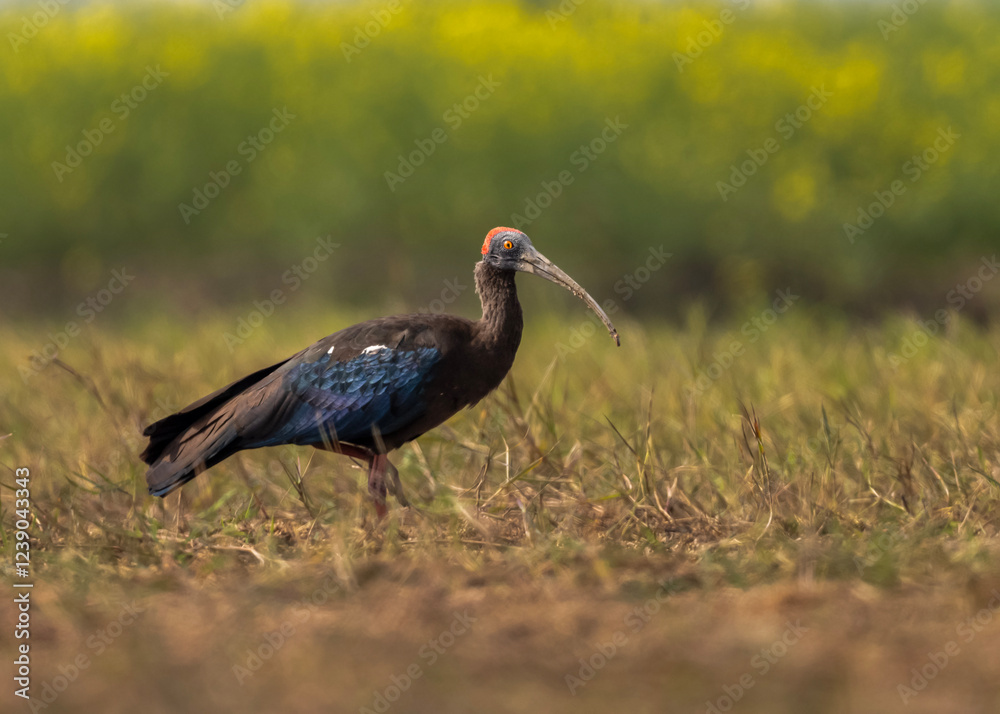 Naklejka premium Red-naped ibis