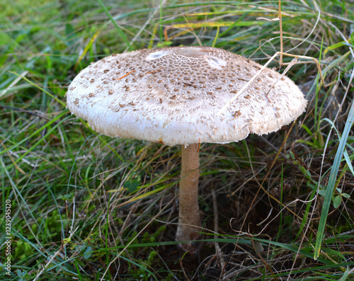 Umbrella mushroom Macrolepiota procera grows in the wild photo