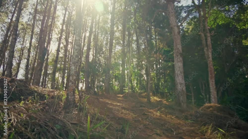 Cinematic scene of pine tree wood in the deep forest. Cinematic scene of pine tree wood in the deep forest.