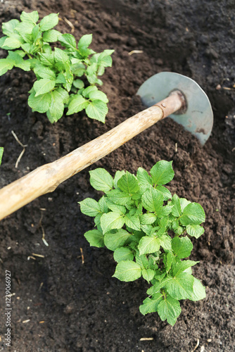 Potato young plants hilling in rows with hoe on field on garden bed close up. Growing organic potatoes in garden