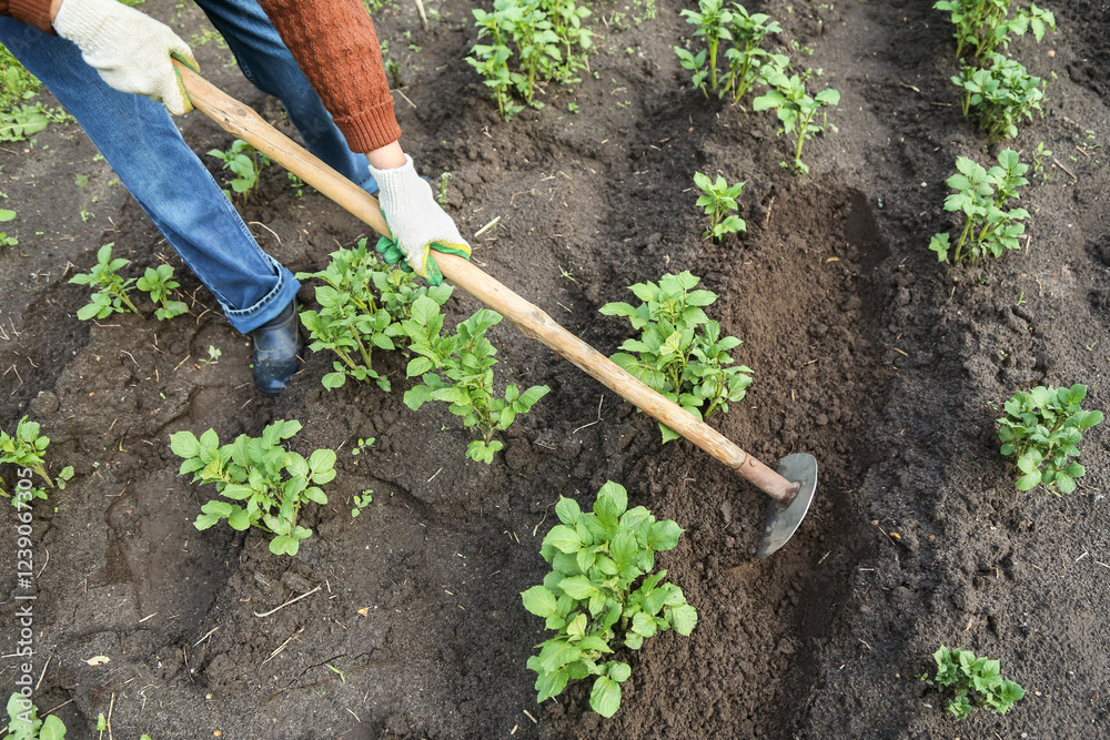 Naklejka premium Farmer Hilling potato young plant with hoe in rows on field on garden bed closeup. Growing organic potatoes plants in soil ground, work in garden