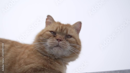 A ginger cat sits on a fence, looking sick.
