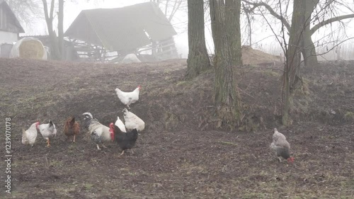 Rural animals, chickens walking along the street in a village. A passing car captures the scene from the driver's window.