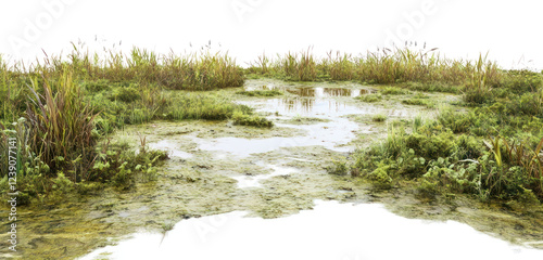 PNG Vegetation nature swamp water. photo