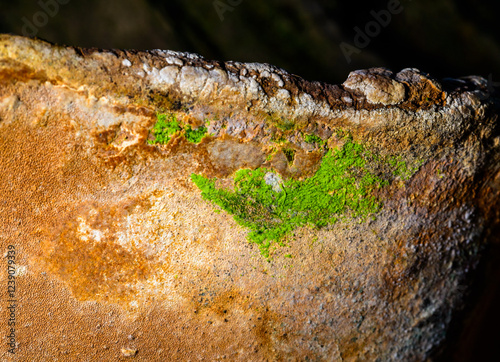 Green algae on the fruiting body of a tinder fungus, growing on acacia, Ukraine photo