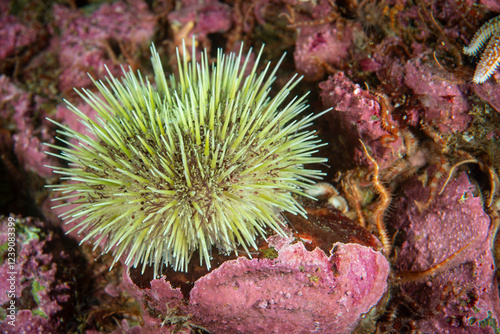 Green sea urchin underwater in the St. Lawrence River in Canada