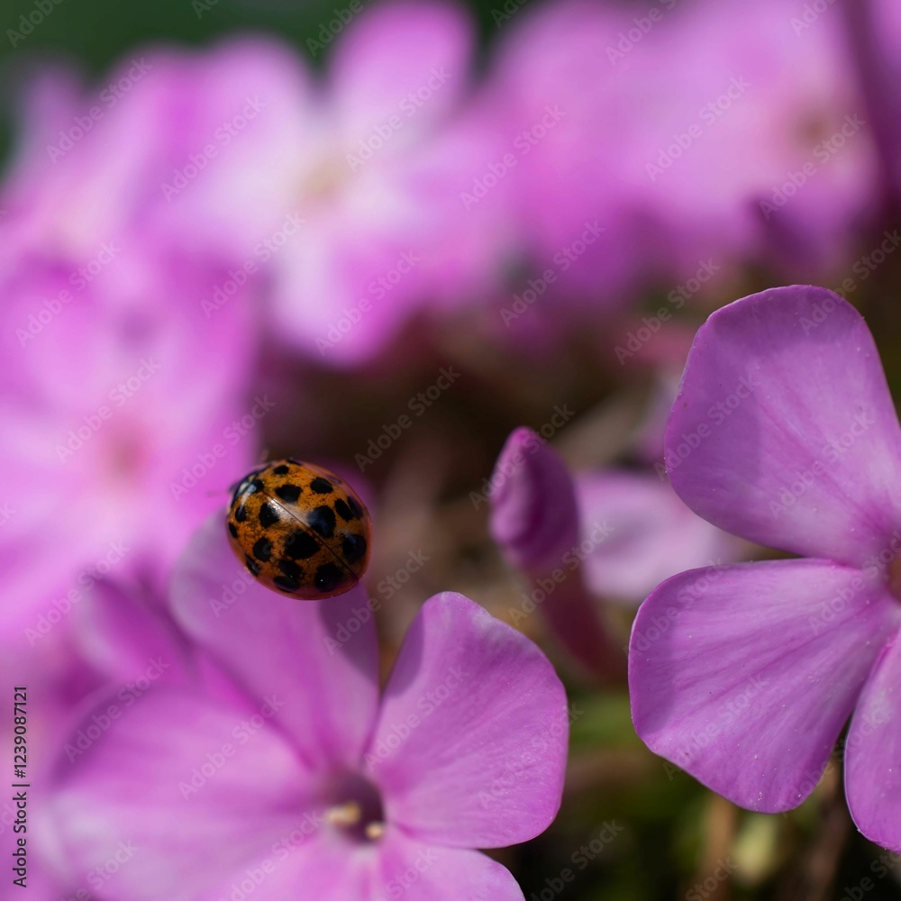 Fototapeta premium A close-up photograph of a vibrant ladybug with black spots perched on a delicate pink phlox flower, creating a beautiful scene of nature's harmony