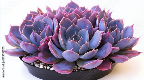 Wallpaper Mural Purple Echeveria Succulent: A Serene Cluster in a Black Pot Torontodigital.ca