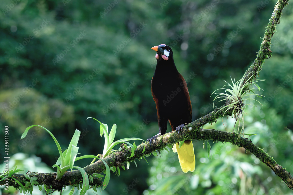 Fototapeta premium Montezuma Oropendola (Psarocolius Montezuma) perched on a branch, Costa Rica