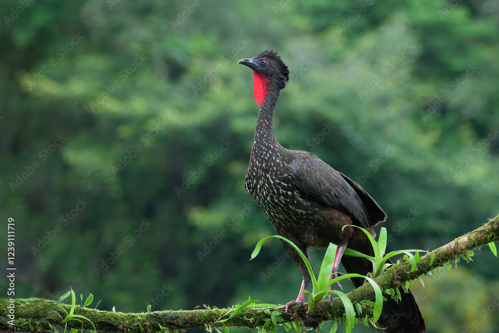 Crested Guan (Penelope purpurascens) perched on a branch, Costa Rica