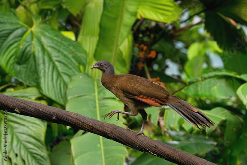 Grey-headed Chachalaca (Ortalis cinereiceps) walking on a branch, Costa Rica photo