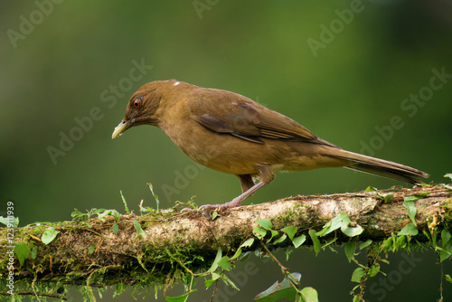 Clay-colored Thrush (Turdus grayi), Costa Rica photo