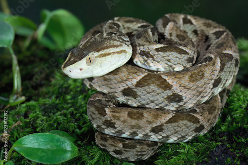 Fer de Lance (Bothrops lanceolatus) laying on moss, Costa Rica photo