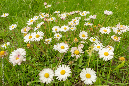 daisies in the grass