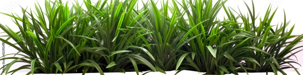 Evergreen Ophiopogon Shrub Plant - HQ Cutout for Arch Viz and Garden Greenery Design Evergreen Ophiopogon Shrub Plant - HQ Cutout for Arch Viz and Garden Greenery Design