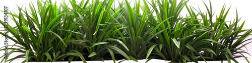 Evergreen Ophiopogon Shrub Plant - HQ Cutout for Arch Viz and Garden Greenery Design photo