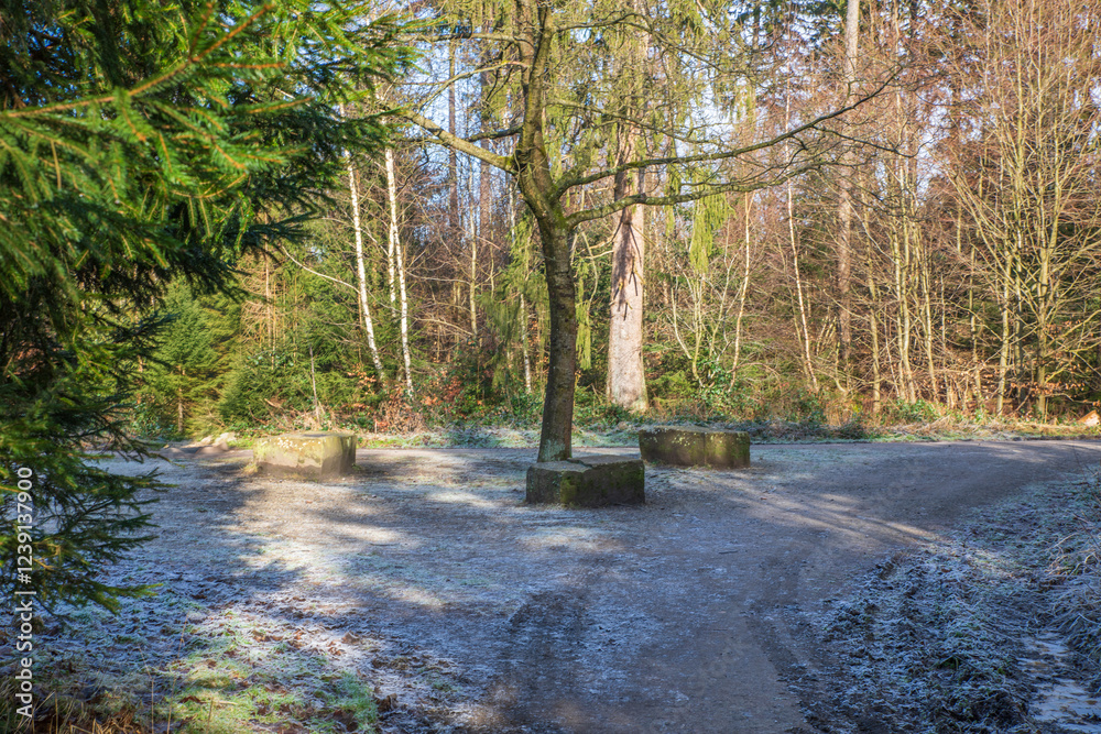 Obraz premium Waldkreuzung im Winter