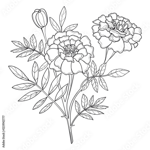 Bouquet of outline Tagetes or Marigold flowers, bud and leaves in black isolated on white background. 