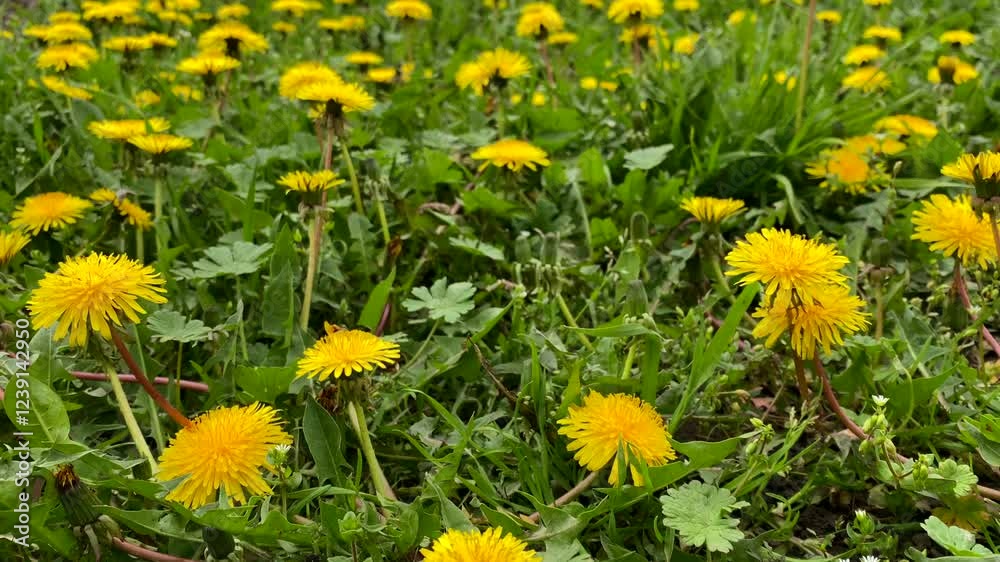 yellow dandelions on grass yellow dandelions on grass