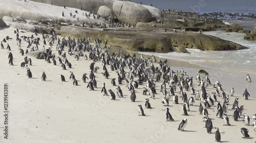 A group of African penguins on a sunny beach at Boulders Beach, South Africa