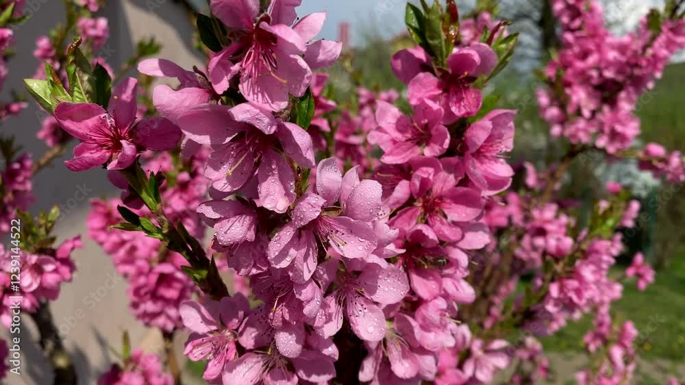 close up of pink flowers Spring Blossom Peach close up of pink flowers Spring Blossom Peach