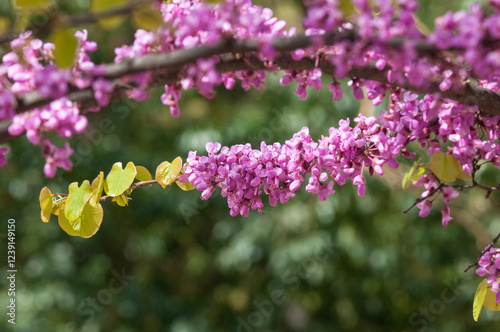 Blossoming of the branch of Judas Tree (Cercis Siliquastrum )