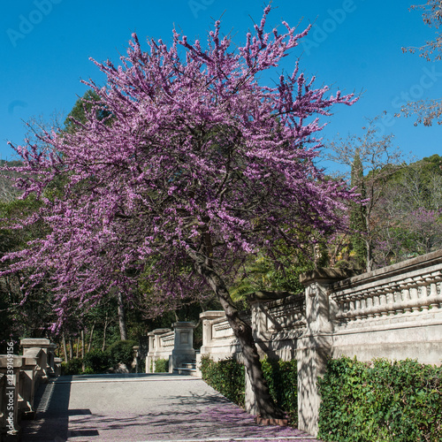 A cercis siliquastrum tree flowered on a sunny day
