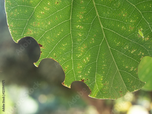 Leaf margin bitten by a caterpillar