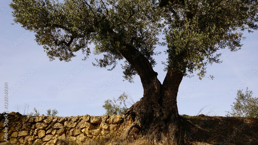 olive tree on stone ledge against the sky olive tree on stone ledge against the sky