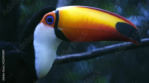 Vibrant Toco Toucan Close-up, showcasing its striking blue eye and colorful beak.
