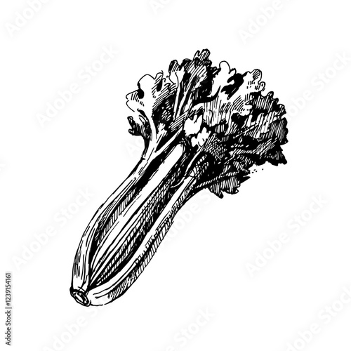 Hand drawn kitchen herb and spice illustration of celery. Isolated sketch on white background