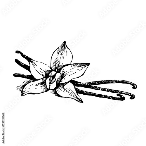 Hand drawn kitchen herb and spice illustration of vanilla. Isolated sketch on white background