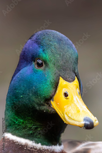 duck