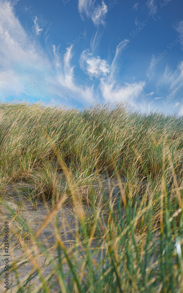 Grass, land and beach sand with blue sky outdoor for coastal environment, plant growth and summer. Nature, Poaceae species and green leaves with topical ecology, natural habitat and Denmark landscape Grass, land and beach sand with blue sky outdoor for coastal environment, plant growth and summer. Nature, Poaceae species and green leaves with topical ecology, natural habitat and Denmark landscape