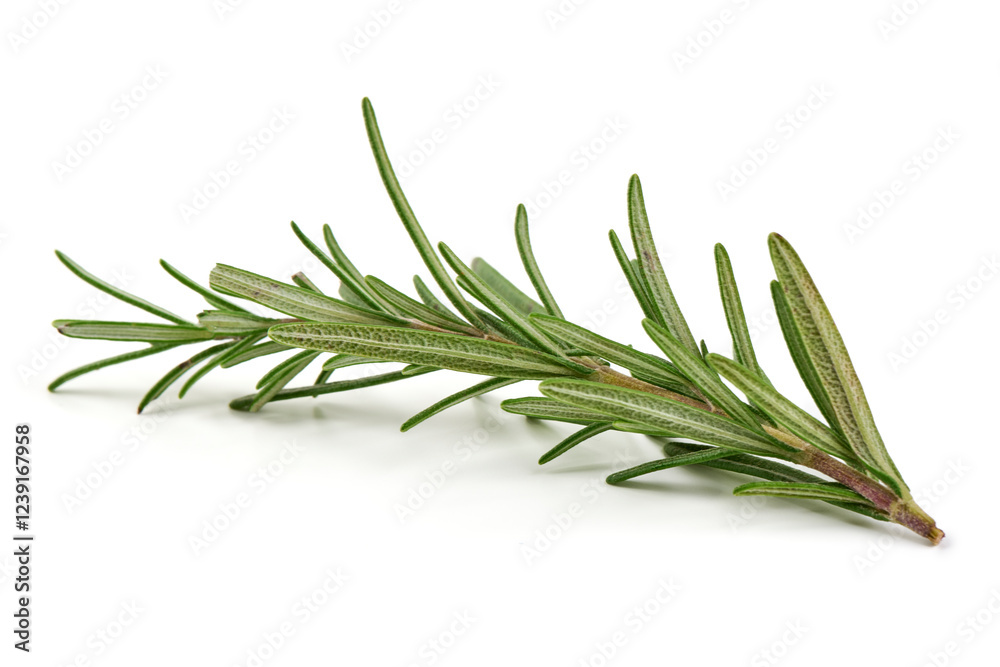 Fototapeta premium Rosemary branch, close-up, isolated on white background.