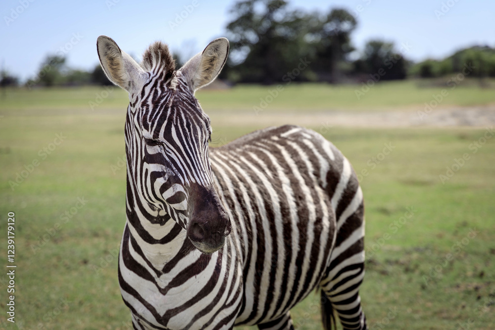 zebra in animal conservation park zebra in animal conservation park