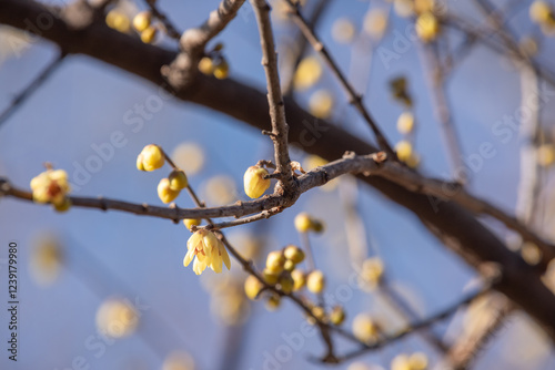 blooming yellow Calycanthus