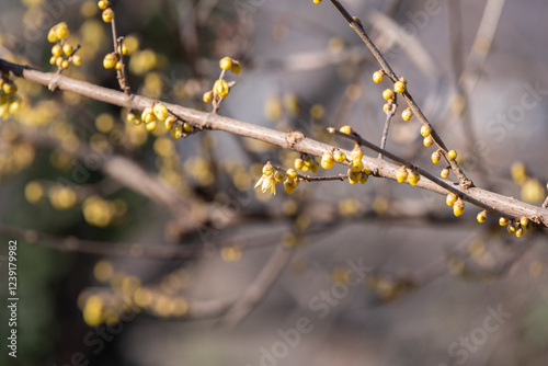 blooming yellow Calycanthus