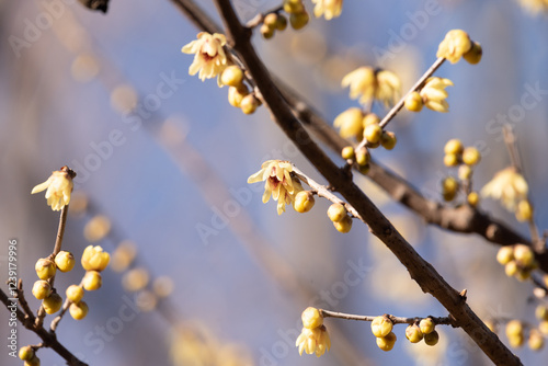 blooming yellow Calycanthus